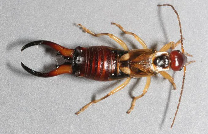 Kulağa Kaçan İlaçlama